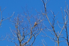 Falco sparverius