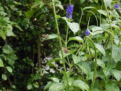 Pelopidas mathias mathias