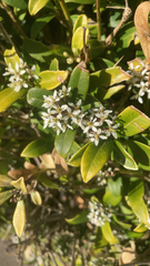 Magnoliopsida