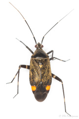 Closterotomus cinctipes