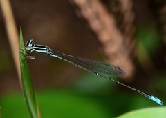 Aciagrion occidentale