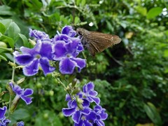 Pelopidas mathias mathias