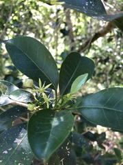 Acronychia oblongifolia