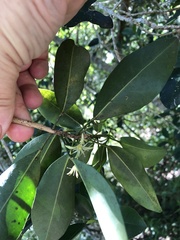 Acronychia oblongifolia