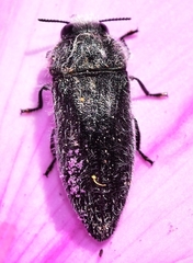 Acmaeodera cylindrica