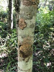 Acronychia oblongifolia