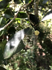 Acronychia oblongifolia