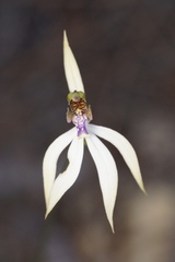 Praecoxanthus aphyllus