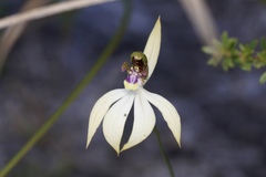 Praecoxanthus aphyllus