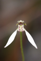 Eriochilus