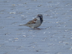 Passer domesticus