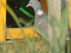 Columba palumbus