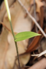 Eriochilus