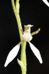 Eriochilus