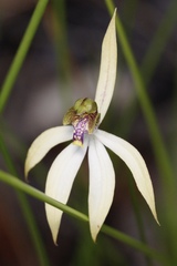 Praecoxanthus aphyllus