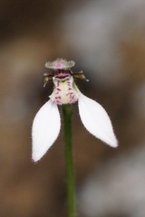 Eriochilus