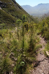 Restio subverticillatus