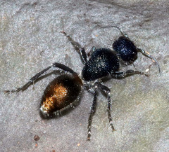 Ephutomorpha aurata