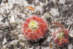 Drosera roseana