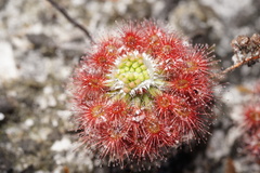 Drosera roseana