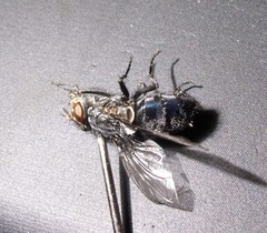 Calliphora