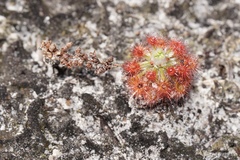 Drosera roseana
