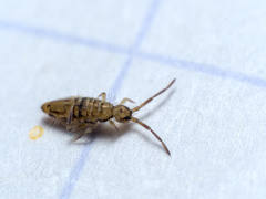 Entomobrya intermedia
