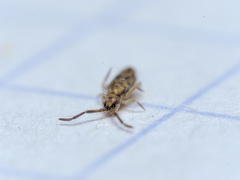 Entomobrya intermedia