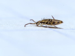 Entomobrya intermedia