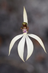 Praecoxanthus aphyllus