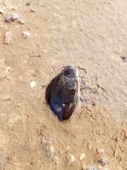 Dytiscus dimidiatus