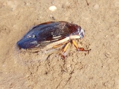 Dytiscus dimidiatus