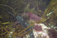 Aplodactylus arctidens