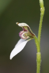 Eriochilus dilatatus