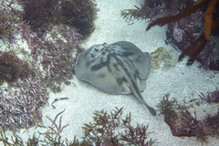 Urolophus cruciatus