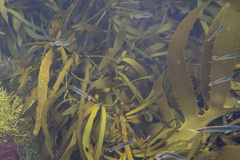 Trachinops caudimaculatus