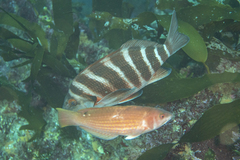 Pseudolabrus rubicundus