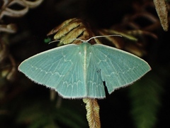 Chlorocoma melocrossa