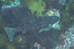 Aplodactylus arctidens