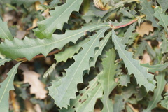 Banksia quercifolia