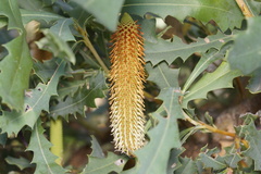 Banksia quercifolia