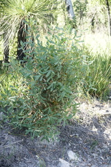 Banksia quercifolia