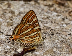 Cigaritis vulcanus vulcanus