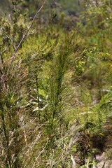 Restio subverticillatus