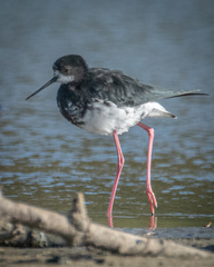 Himantopus novaezelandiae