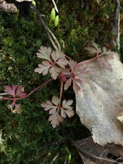 Geranium robertianum