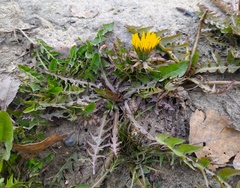 Taraxacum officinale
