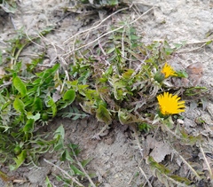 Taraxacum officinale