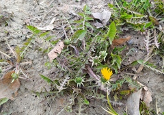 Taraxacum officinale