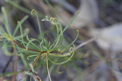 Stylidium scandens